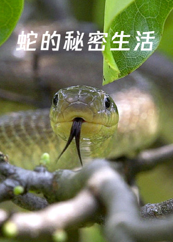 蛇的秘密生活}
