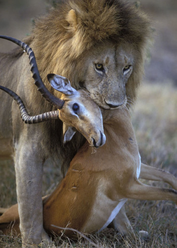 猎人猎物第三季}