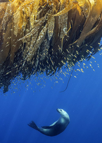 希望之海：美国海底之宝}