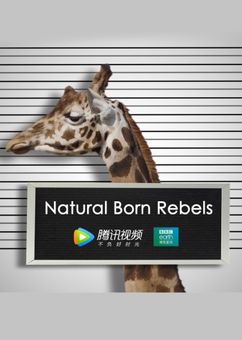 你这个坏怂英语}