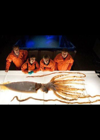 解剖巨型动物第二季}