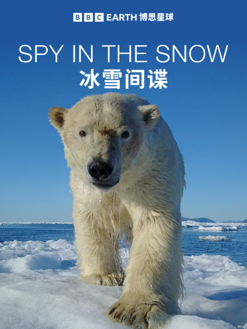 冰雪间谍}