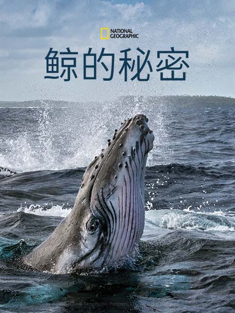 鲸的秘密中配版}