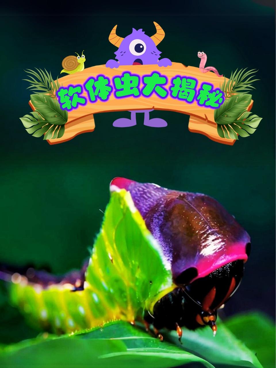 软体虫大揭秘}