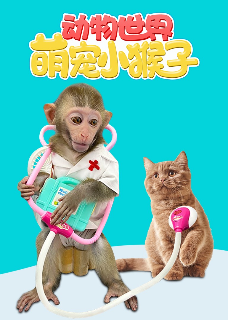 动物世界之萌宠小猴子}
