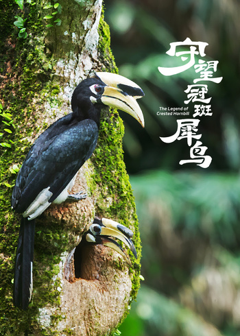 守望冠斑犀鸟}