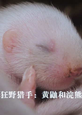 狂野猎手:黄鼬和浣熊}