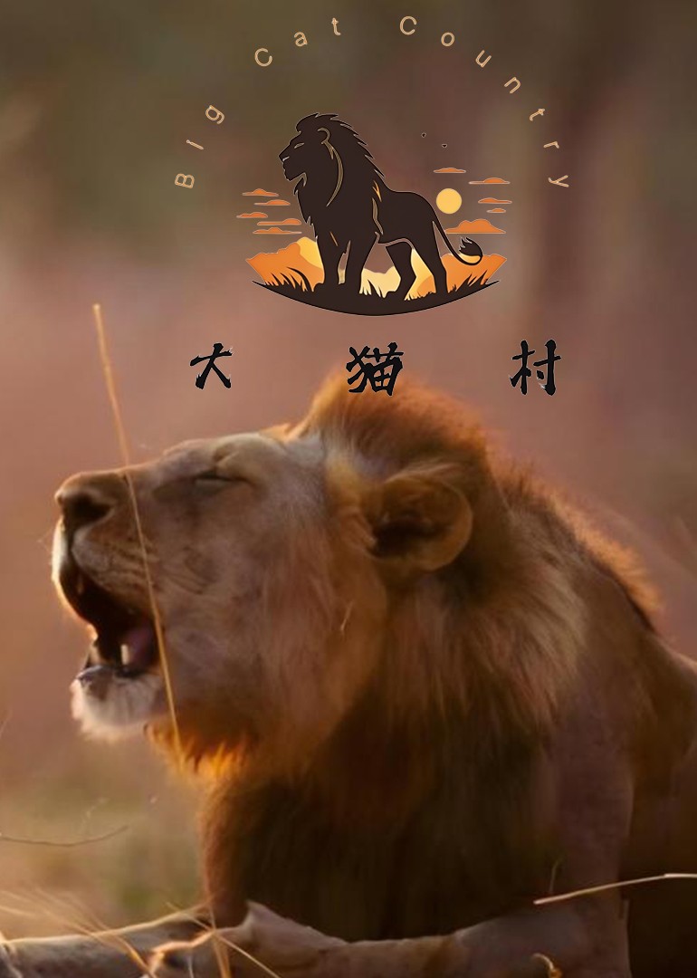 大猫村·狮子王朝的兴衰}